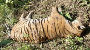 76 Wild Animals of 15 Species Die in Chitwan National Park in Fiscal Year
