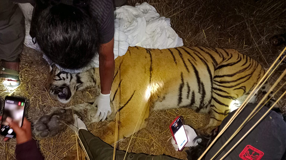 Tiger Linked to Two Deaths in Makwanpur Moved to Chitwan