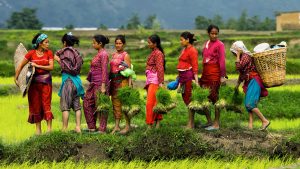 Nepal’s Import Dependency, Government Strategies, and the Future of Agriculture