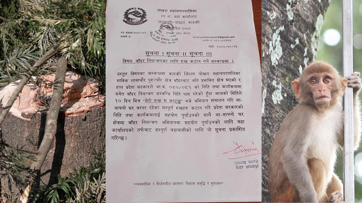 Pokhara Ward Faces Backlash Over ‘I Will Cut Down My Trees’ Campaign