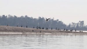 Decline in Bird Numbers Raises Conservation Concerns in Narayani River Area