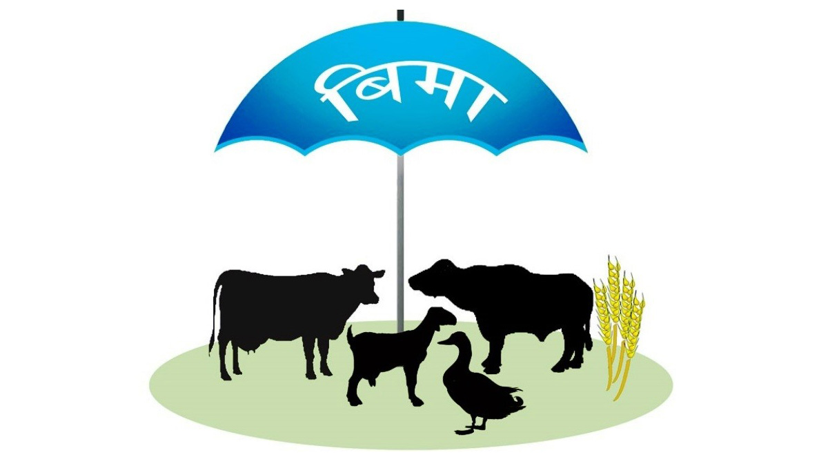 Agricultural insurance fails to attract farmers in Sudurpaschim