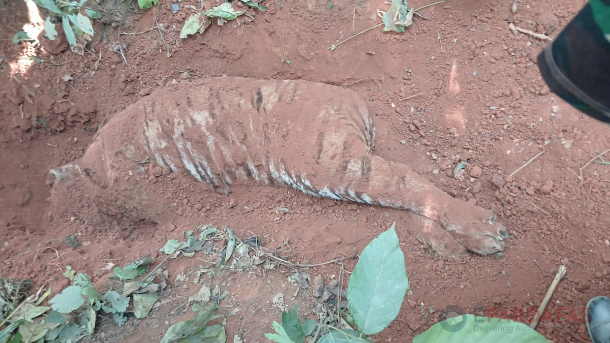 Second Tiger Found Buried in Nawalparasi, Nepal Raises Concerns