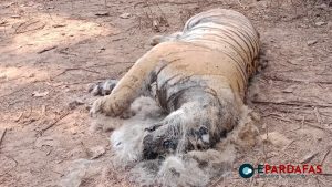 Tiger Found Dead in Nawalpur: Investigations Underway