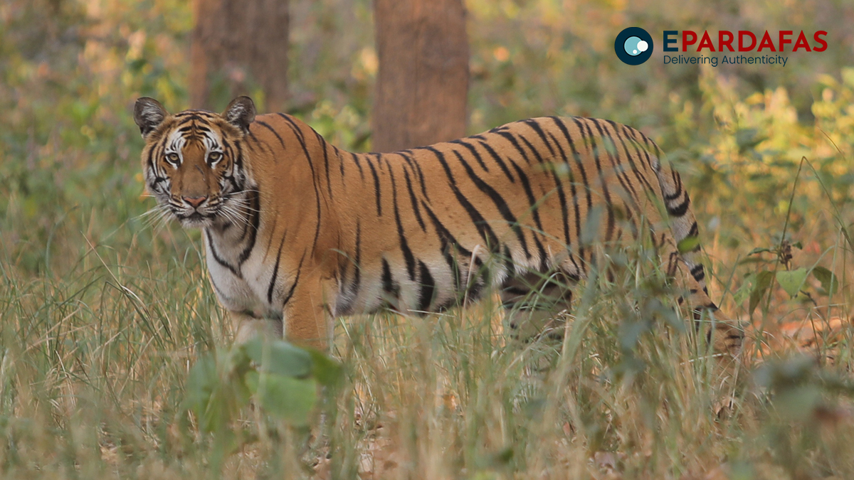 Man Injured in tiger attack in Chitwan