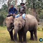 Nepal to Gift Elephants to Qatar: Symbol of Bilateral Relations