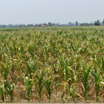 Drought Threatens Maize Harvest in Jhapa, Farmers Express Concern