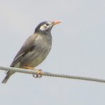 New species of bird found in Upper Mustang
