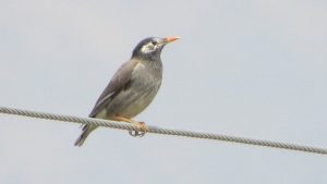 New species of bird found in Upper Mustang