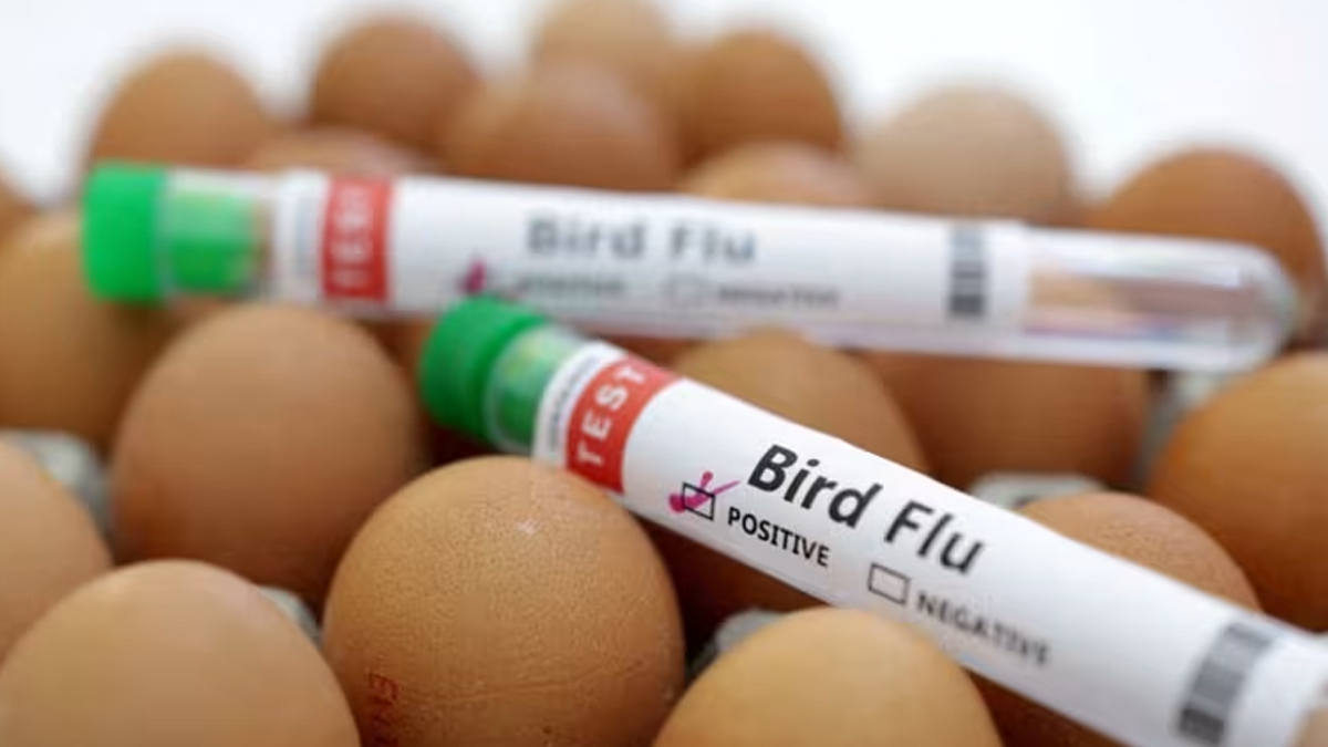 Australia reports first human avian flu infection