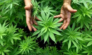 Experts suggest erasure of bottlenecks for marijuana cultivation