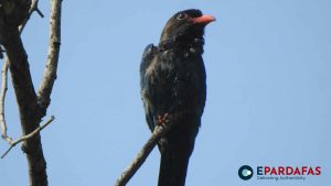 New Species of Bird Found in Ghodaghodi