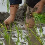 14 percent rice plantation in Koshi Province