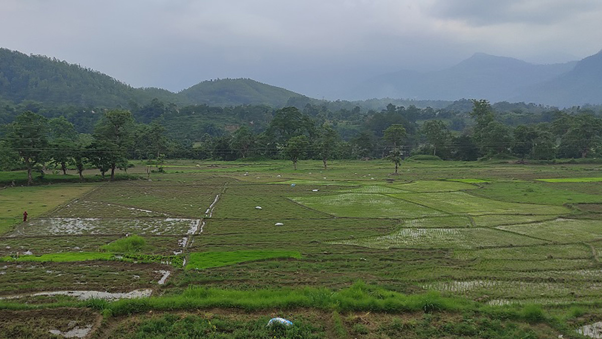 Draught affects Jumla farmers; paddy transplantation delayed