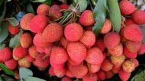 Khotang Produces 168 Metric Tonnes of Litchi
