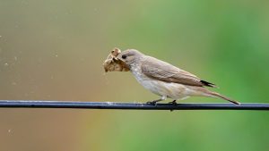 New species of bird found in Mustang