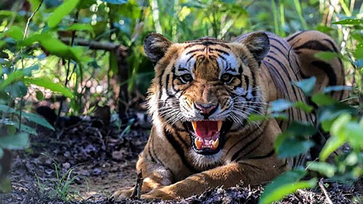 Bardiya National Park boasts of 125 Royal Bengal Tigers