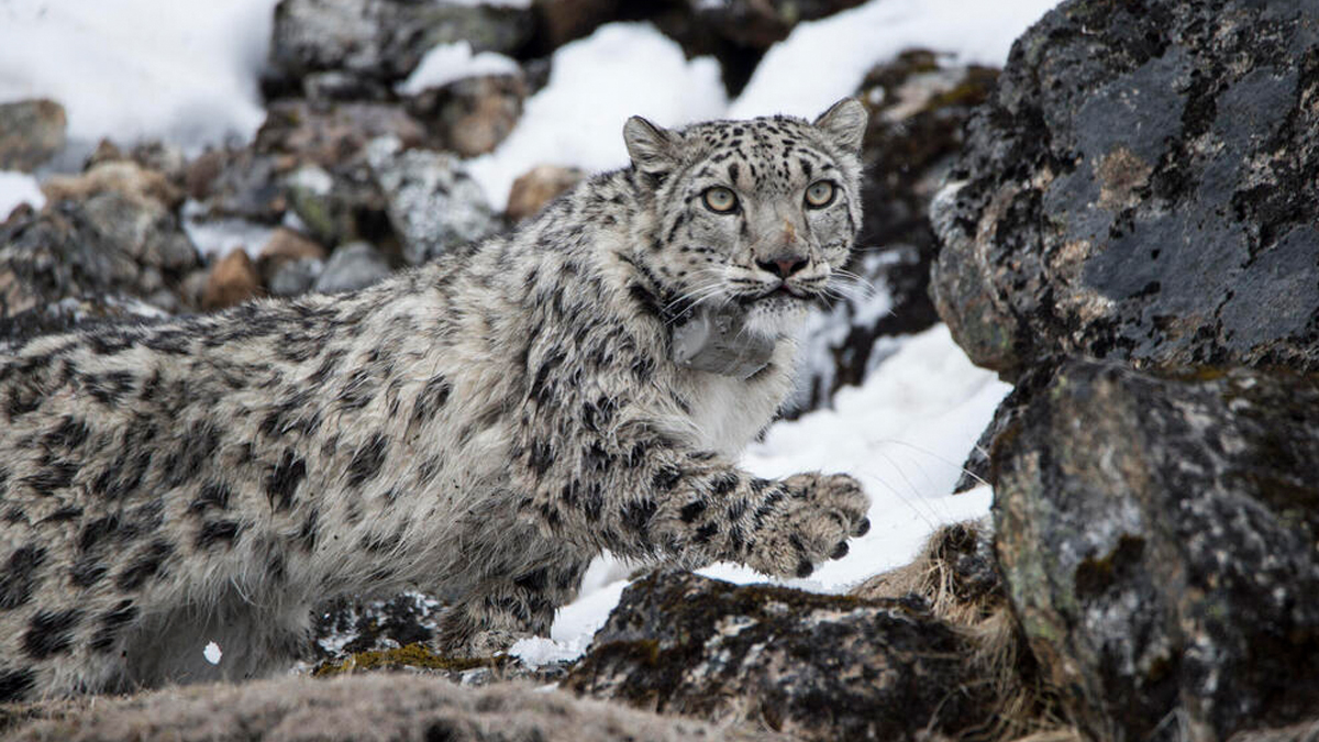 Kanchenjunga Conservation Area Home to 13 Mature Snow Leopards, Survey Reveals