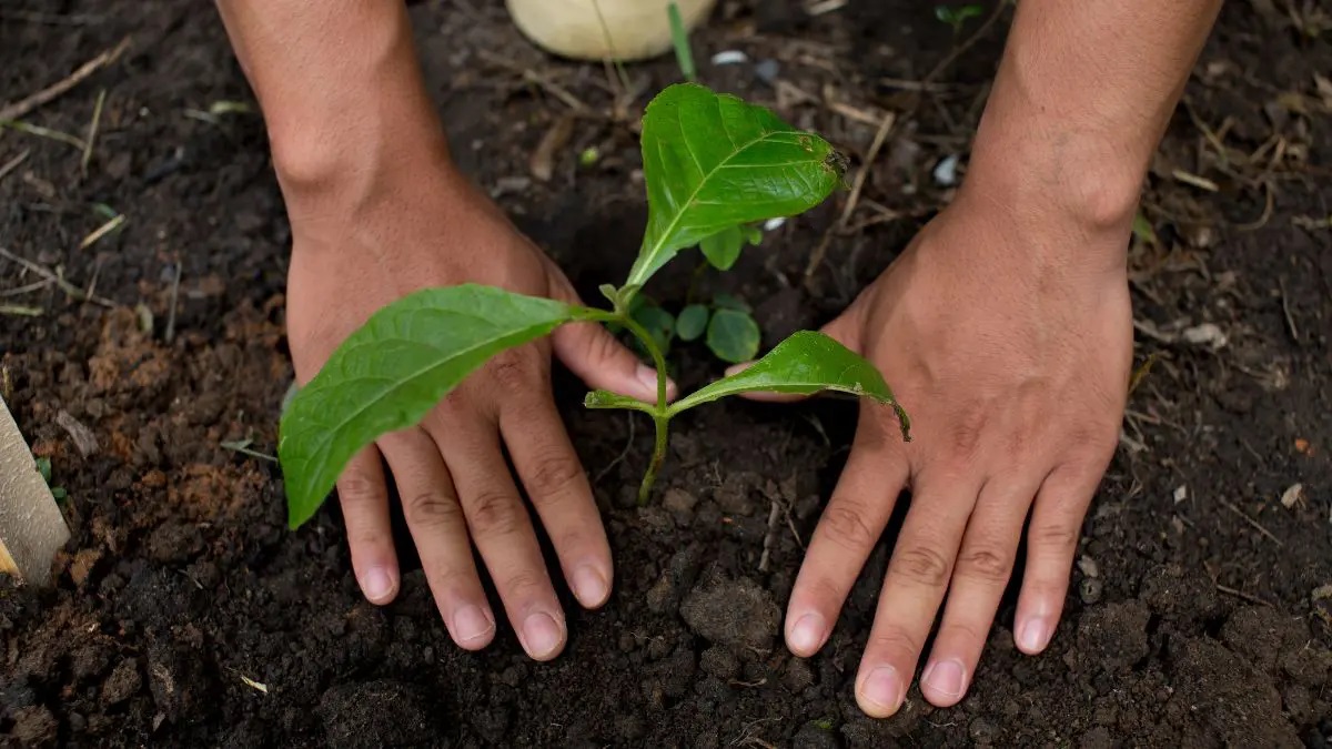 Saplings planted in world heritage site Soyambhu