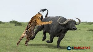 Buffalo Kills Tiger in Rare Incident in Makawanpur