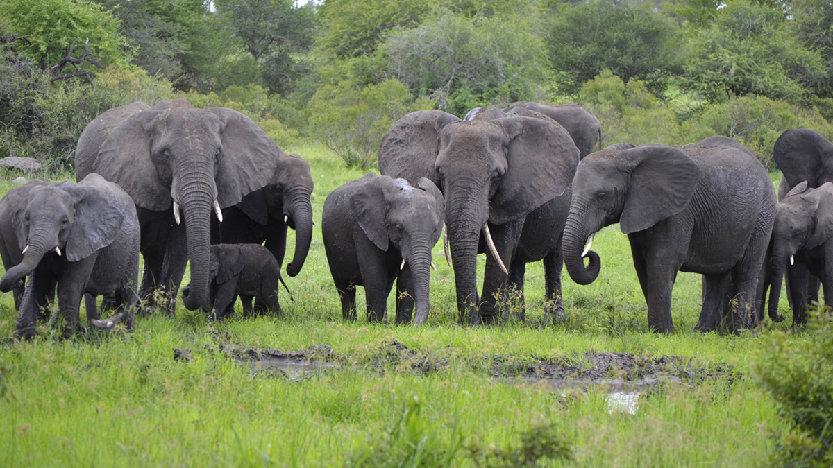 Eight Elephant Calves Expected at Chitwan National Park Breeding Centre This Year