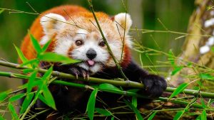 International Marathon to Raise Awareness for Red Panda Conservation