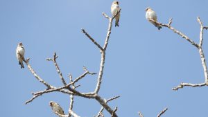 Eight new species of birds found in Resunga and Madane forest areas