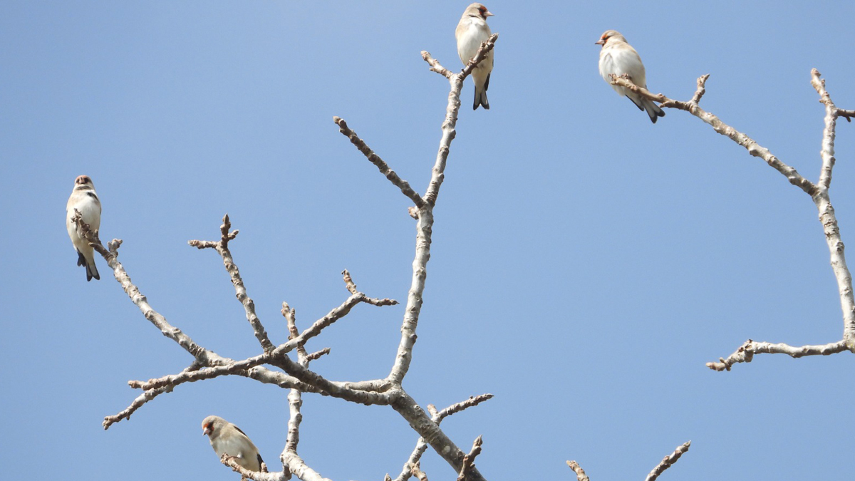 Eight new species of birds found in Resunga and Madane forest areas