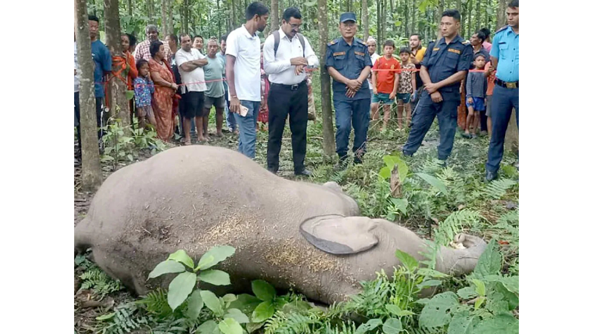 Elephant Calf Found Dead in Belbari-3, Morang District