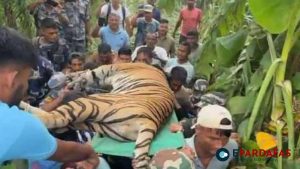 Tiger Tranquilized and Captured from Kanchanpur Sugarcane Farm