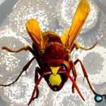 The Vital Role of Hornets: Balancing Ecosystems and Threats from Human Activity