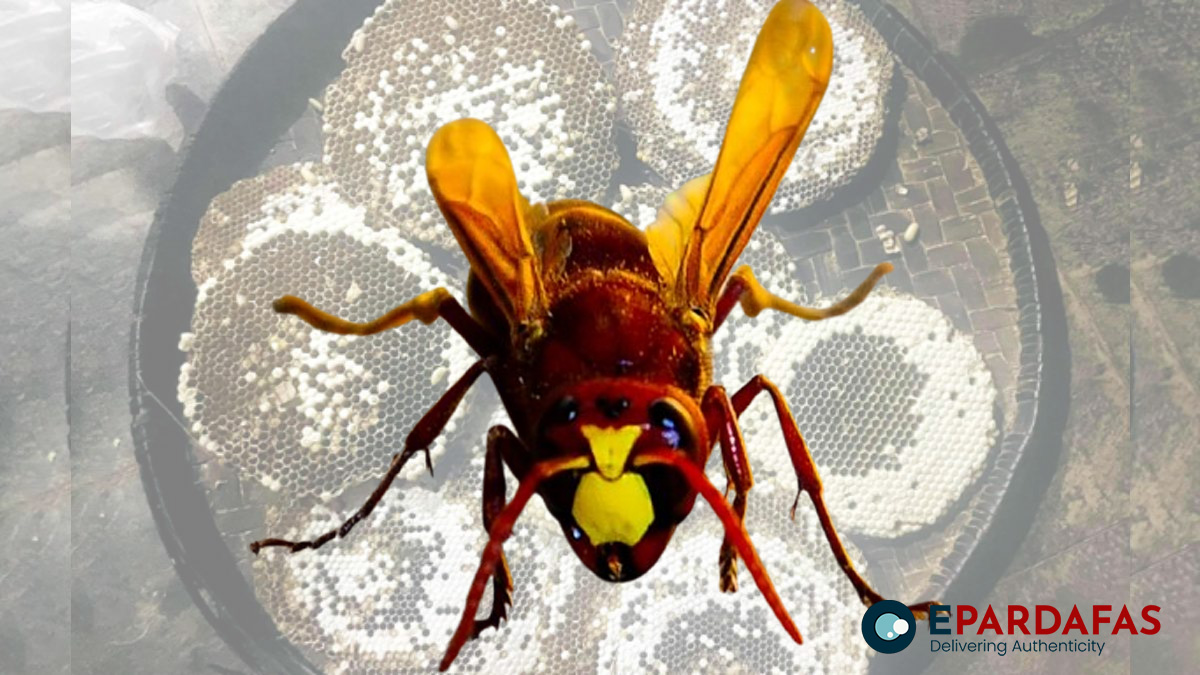 The Vital Role of Hornets: Balancing Ecosystems and Threats from Human Activity