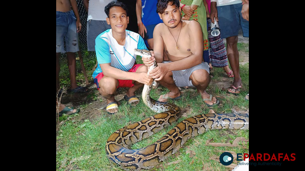 Python Rescued from Sugarcane Field in Belauri Municipality