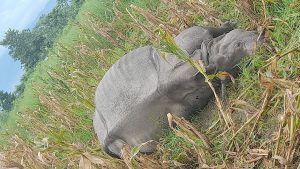 Chitwan National Park Arrests 34 Suspected Rhino Poachers in Major Crackdown