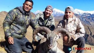 10 Himalayan Blue Sheep and 5 Himalayan Tahr Hunted in Dhorpatan Hunting Reserve’s First Season