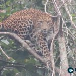 Leopard Sightings Create Panic in Abukhaireni