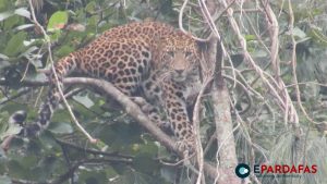 Leopard Sightings Create Panic in Abukhaireni