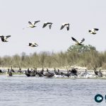 Decline in Aquatic Birds Observed Along Narayani, Rapti Rivers in Chitwan National Park