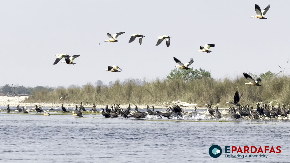 Decline in Aquatic Birds Observed Along Narayani, Rapti Rivers in Chitwan National Park