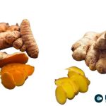 Karnali’s Organic Ginger and Turmeric Enter European Market