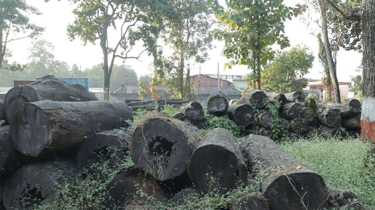 Wood Worth Rs 70 Million Wasting Away at Sunsari Forest Office